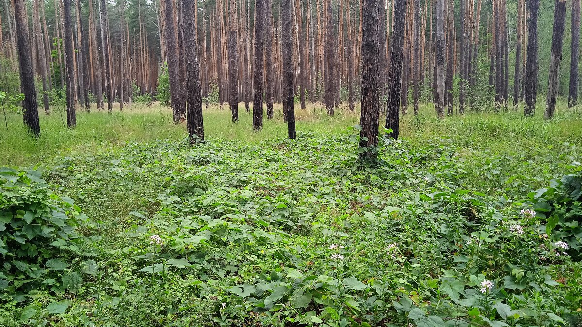 Воронеж - Елена Шаламова