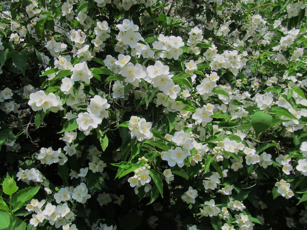 Ах. июнь ! - Елена Шаламова Ах. июнь ! - Елена Шаламова