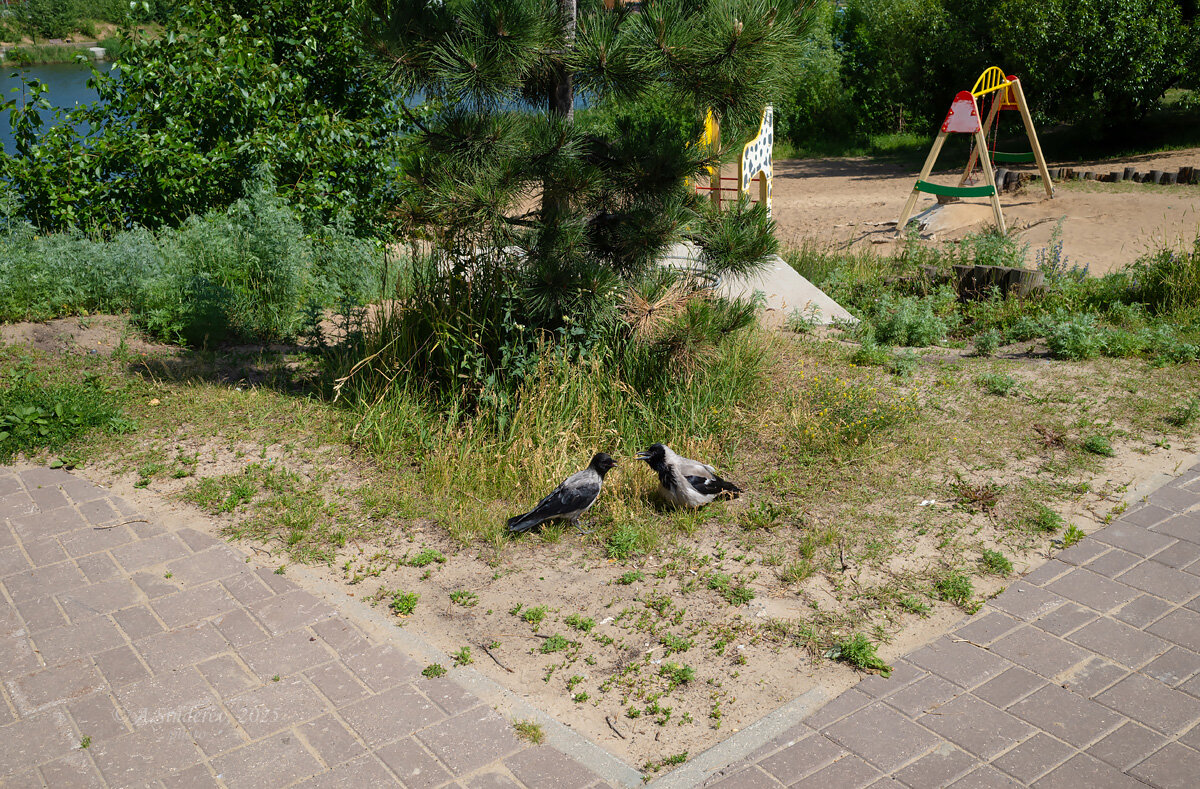 Вороны ругаются - Александр Синдерёв