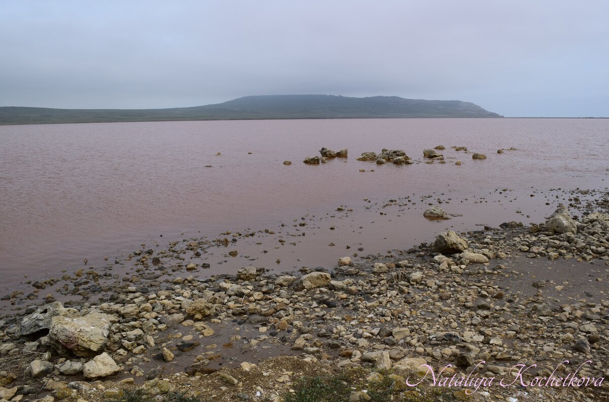 Природа Крыма - Amazing Cosmea