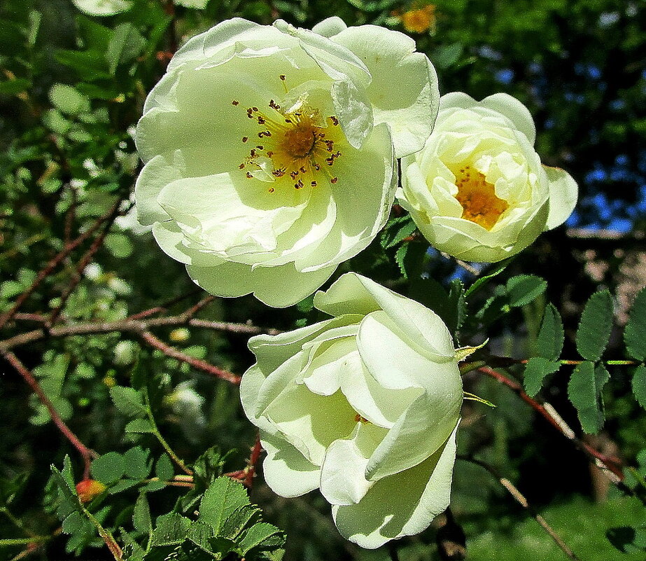 Шиповник белый махровый - Ольга Довженко