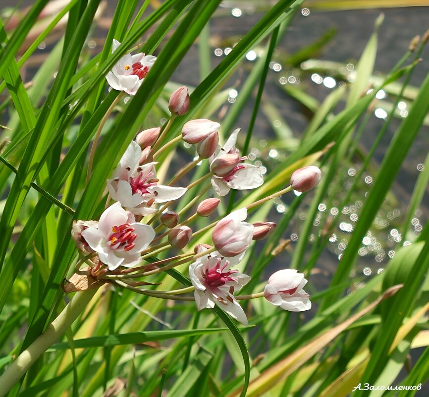 Про сусак зонтичный... - Андрей Заломленков