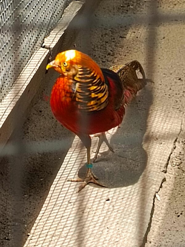 Зоопарк в парке Лога - Татьяна Пальчикова Зоопарк в парке Лога - Татьяна Пальчикова