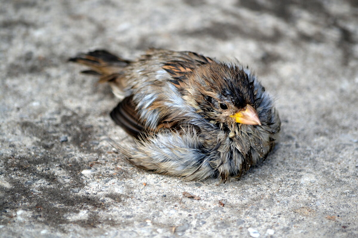 Воробей - ирина 