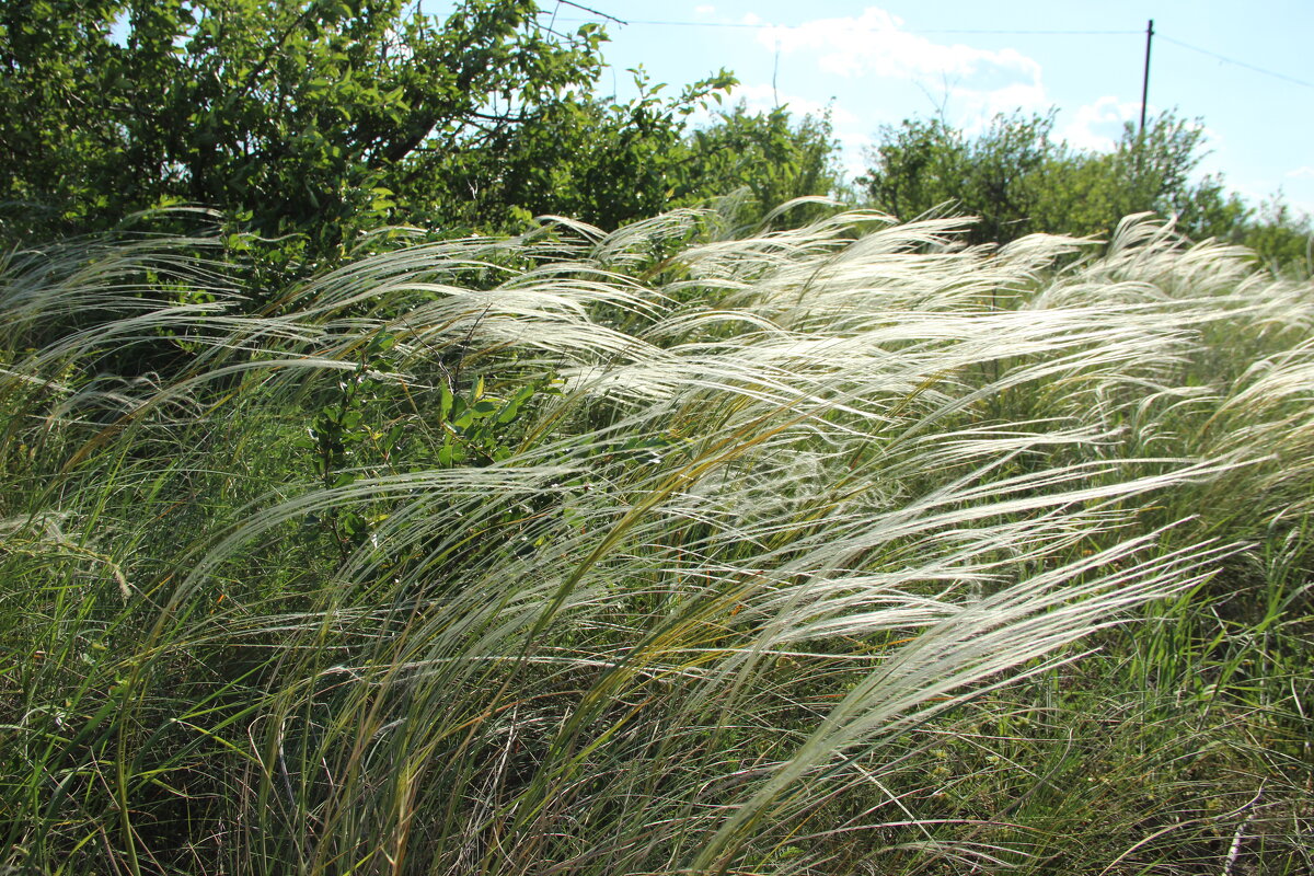 Ковыль. - Виктор 