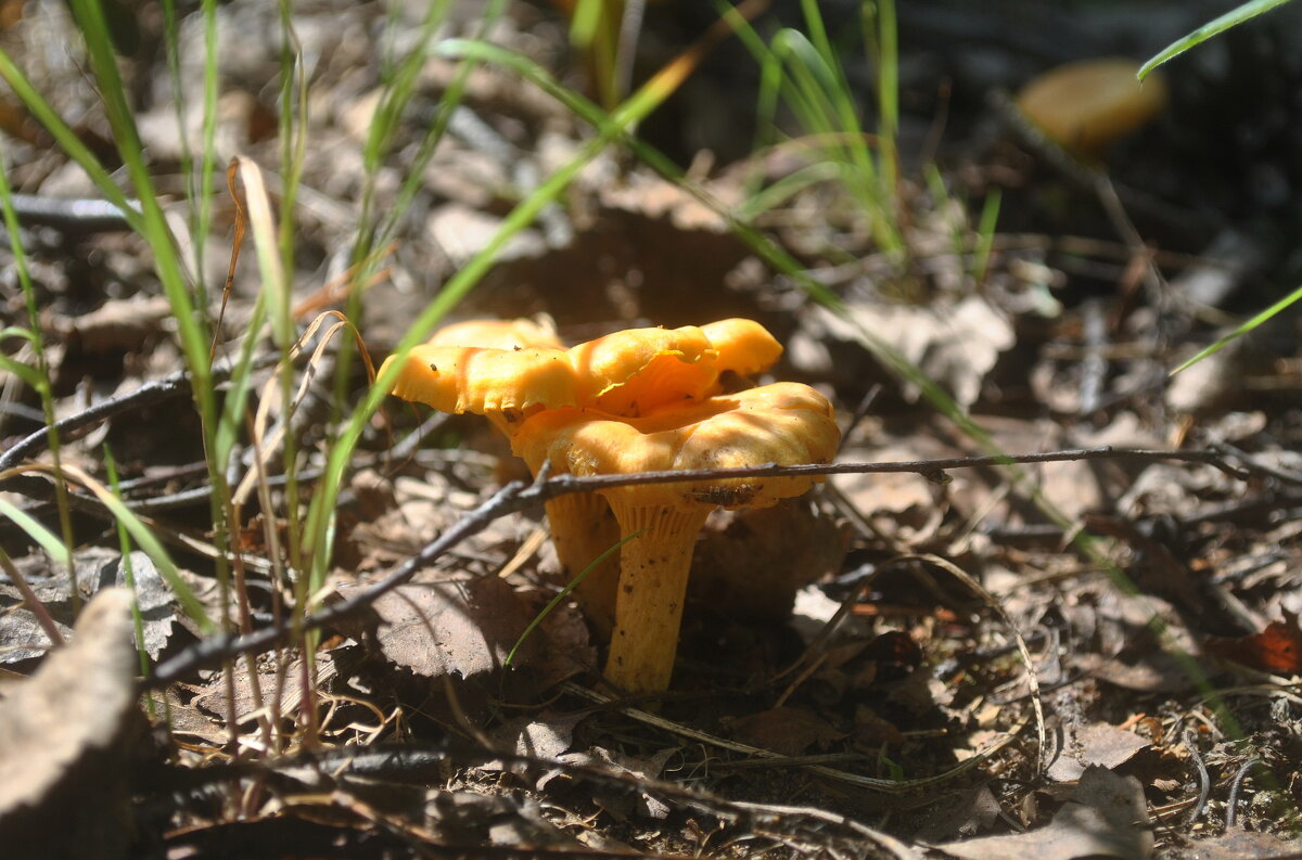 "Сладкая парочка" - AleksSPb Лесниченко "Сладкая парочка" - AleksSPb Лесниченко