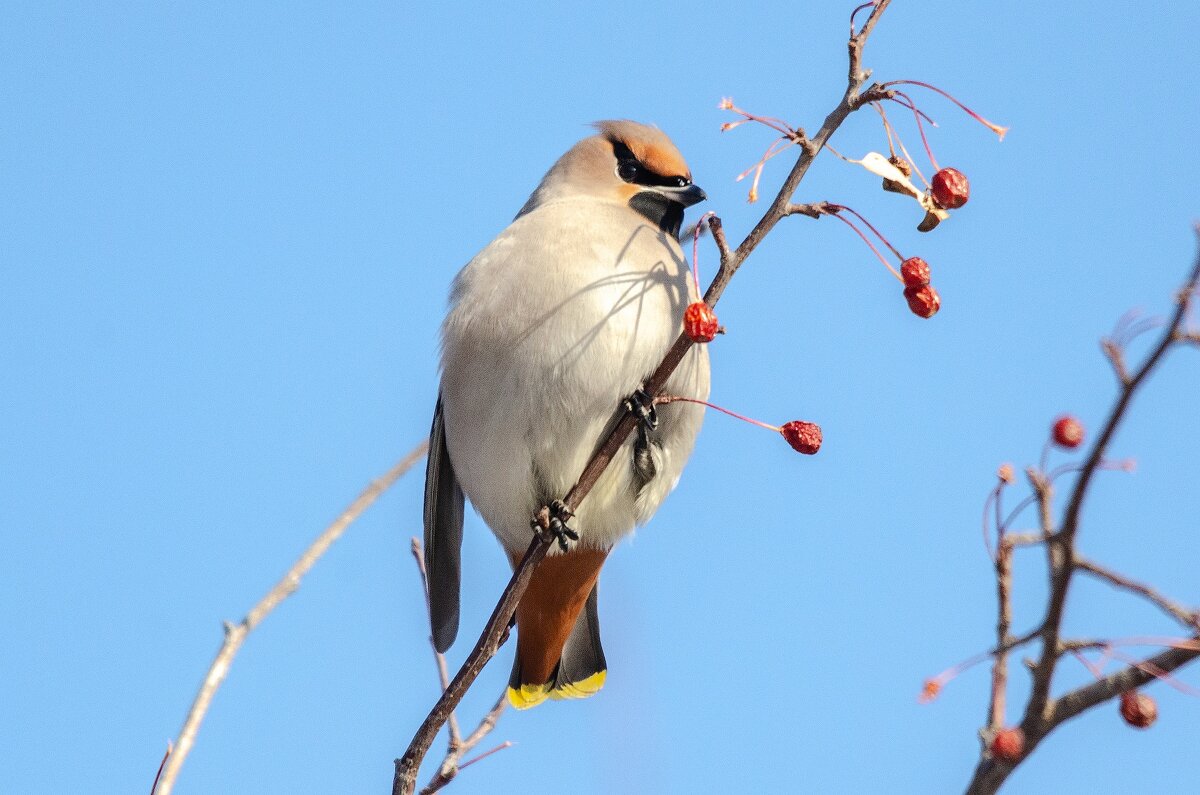 Свиристель - Виктор Иванович Чернюк