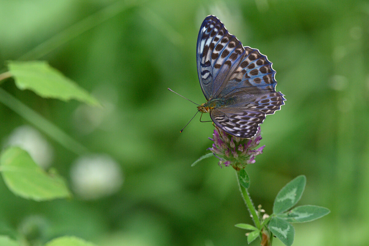 *** - Дмитрий 