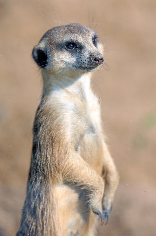 сурикат - Михаил Бибичков