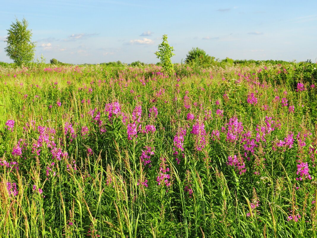 Поле с иван - чаем - Андрей Снегерёв Поле с иван - чаем - Андрей Снегерёв