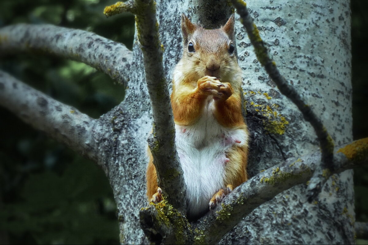 Перекус... - Владимир Шошин Перекус... - Владимир Шошин