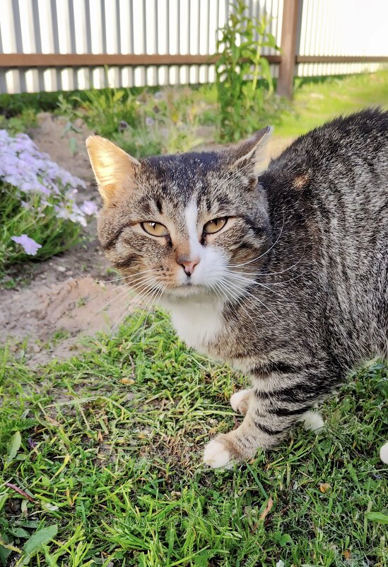 Деревенский - Валерий Судачок