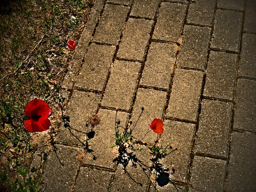 Летние этюды 65 - Алексей Кузнецов