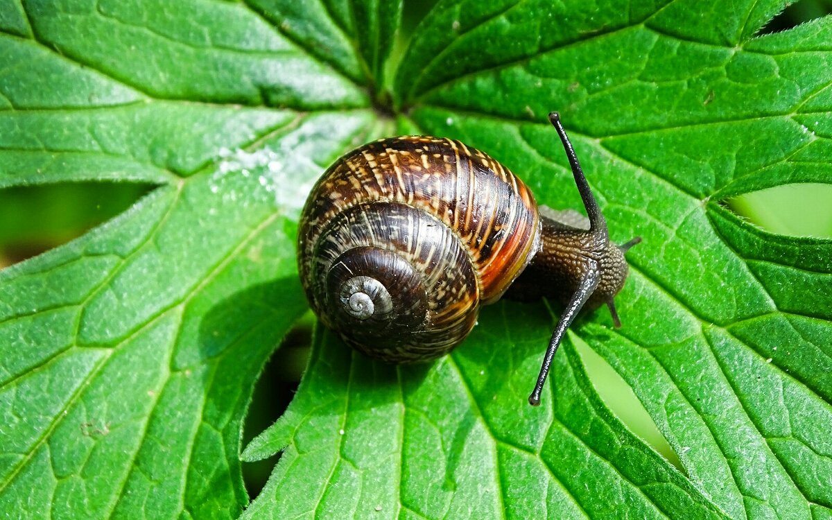 Из жизни улиток. - Милешкин Владимир Алексеевич 