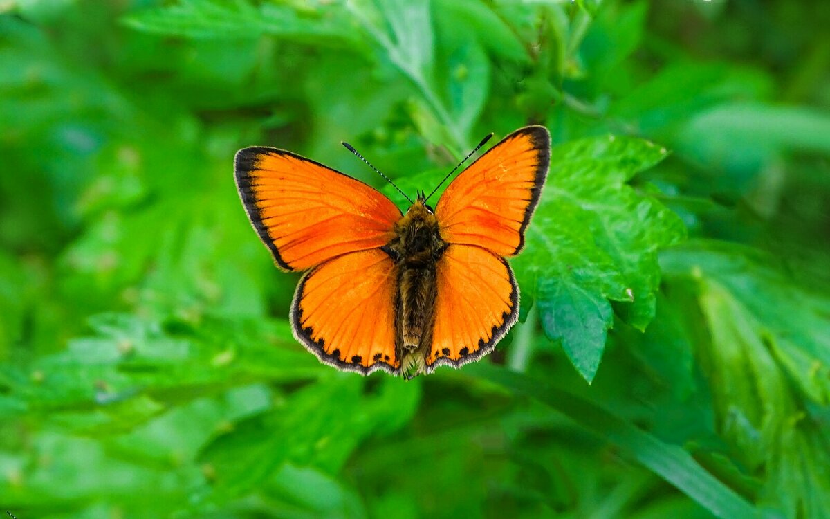 О бабочках (червонец огненный). - Милешкин Владимир Алексеевич 