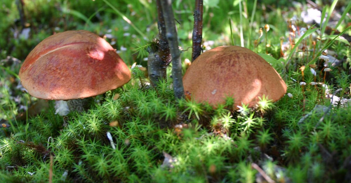 Июль...Грибное чудо! - Владимир 