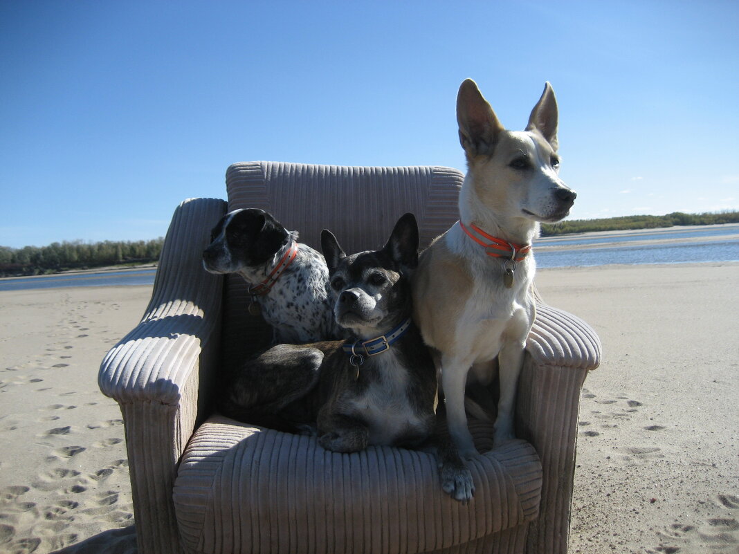 Нашли кресло ) - Anna Ivanova