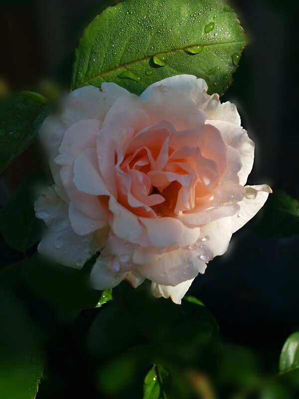 Утренний свет... - tatyana Утренний свет... - tatyana