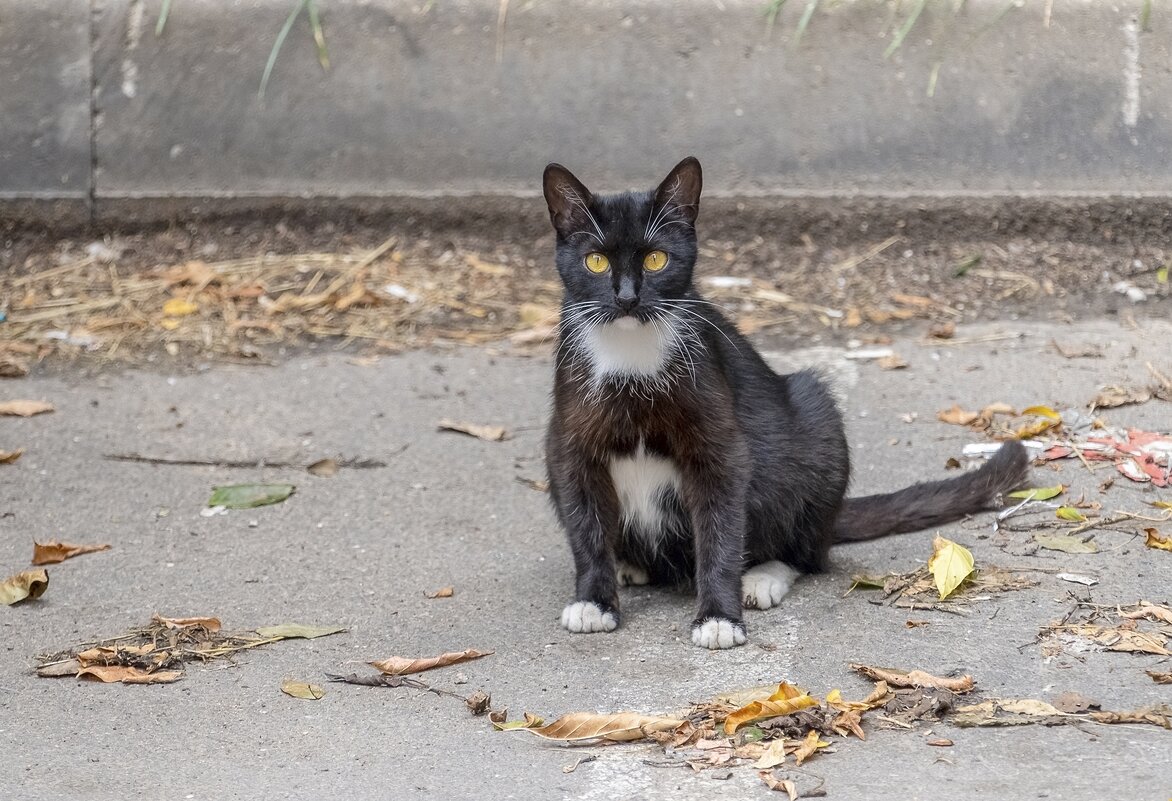 Позирует - Валерий Иванович