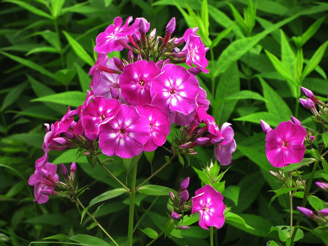 Вот и флоксы зацвели - Людмила Смородинская