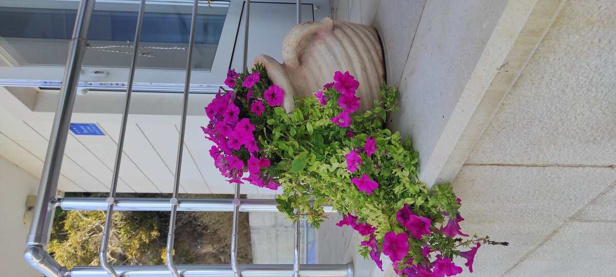 вазончик - Светлана Баталий