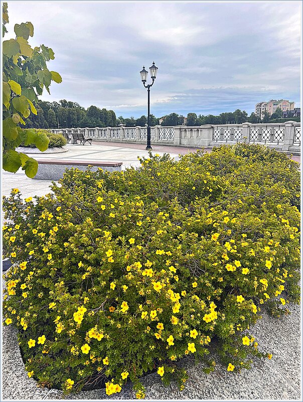 Лето. Лапчатка. - Валерия Комова