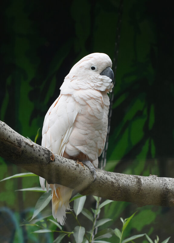 Московский зоопарк. Попугай. - Наташа *****