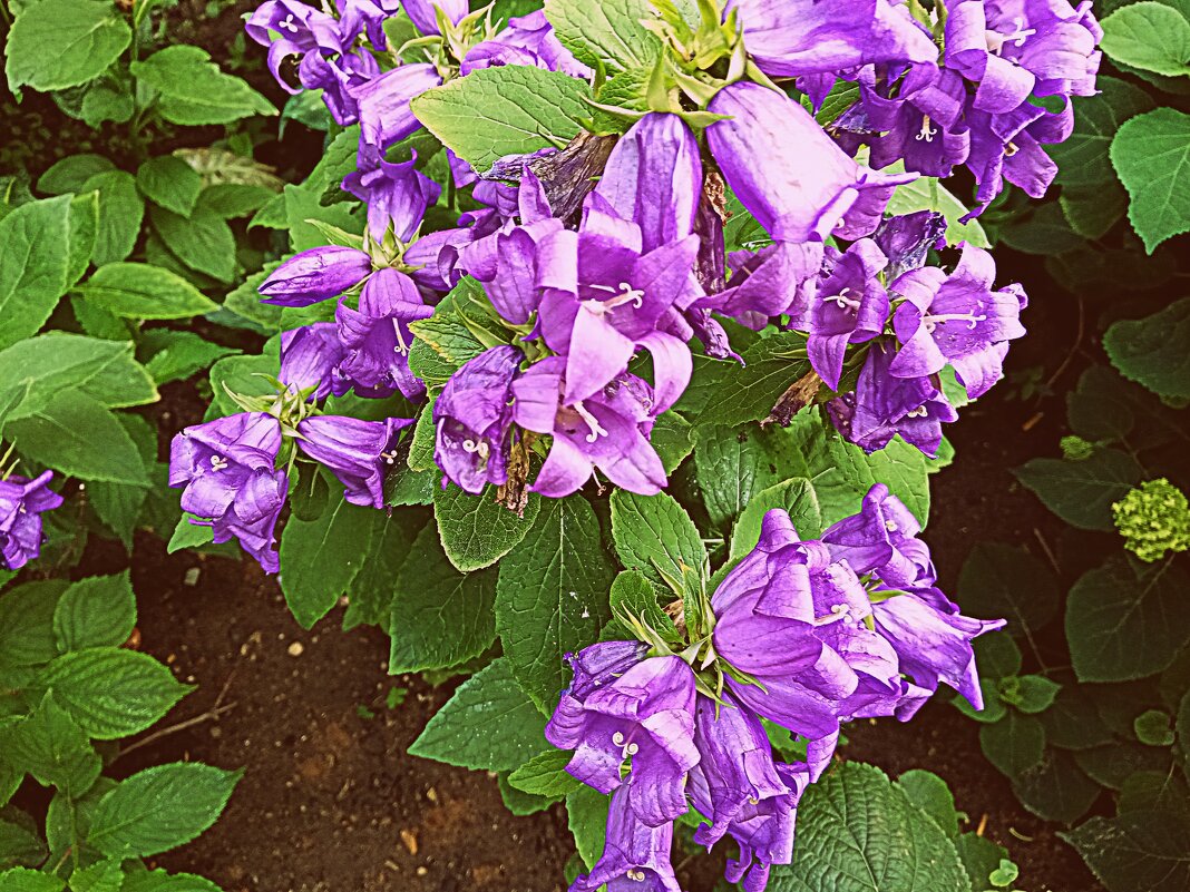 Цветы. - Владимир Драгунский Цветы. - Владимир Драгунский