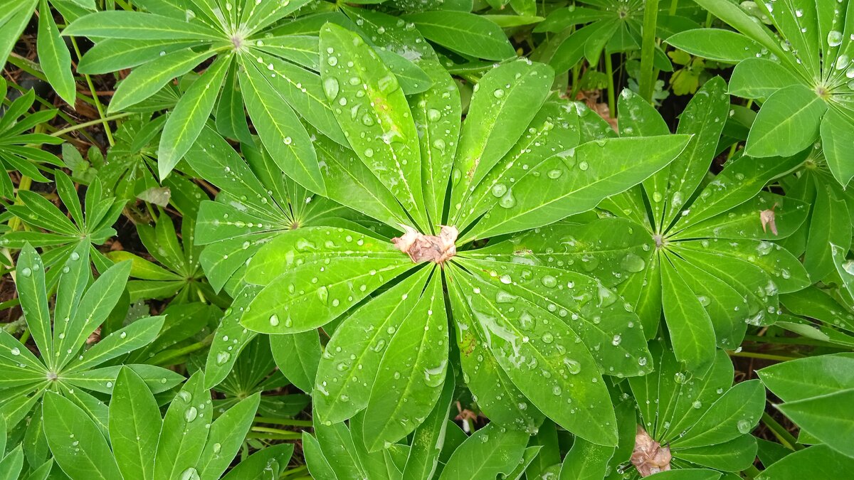 лесное - Елена Шаламова