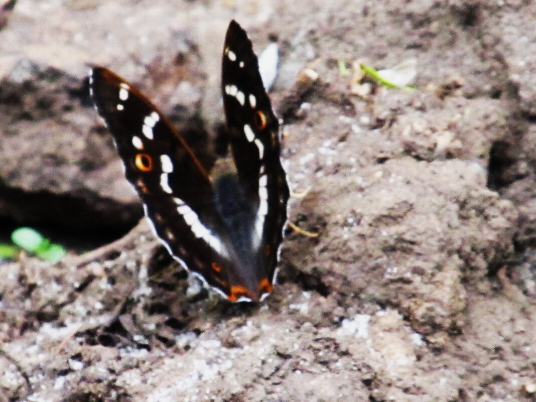 Ах, июнь ! - Елена Шаламова