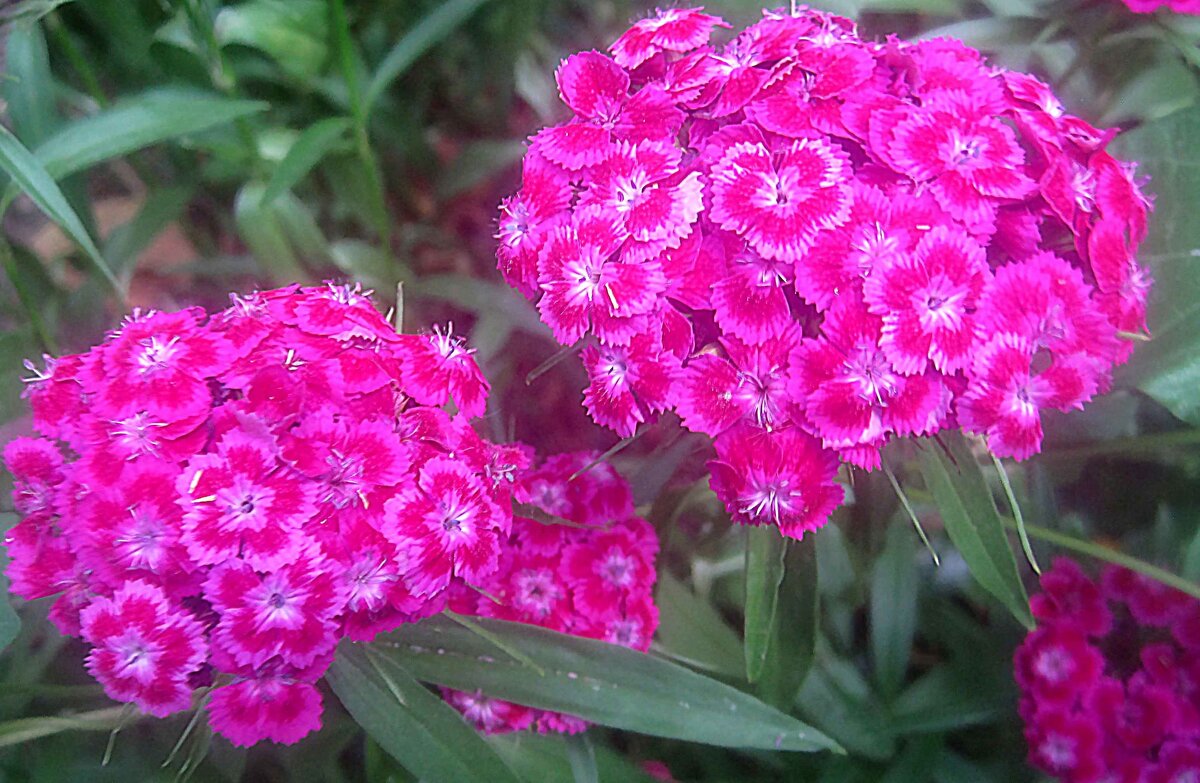 Гвоздика - Елена Семигина Гвоздика - Елена Семигина