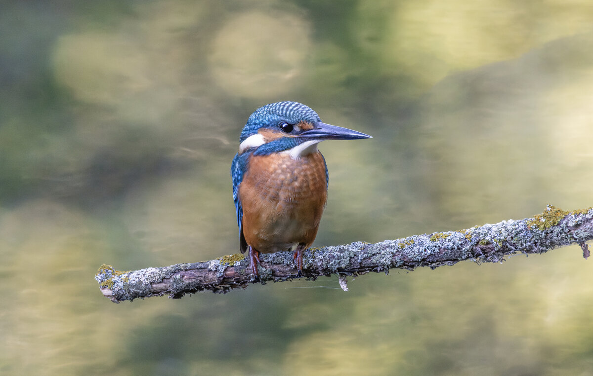 зимородок. - юрий макаров