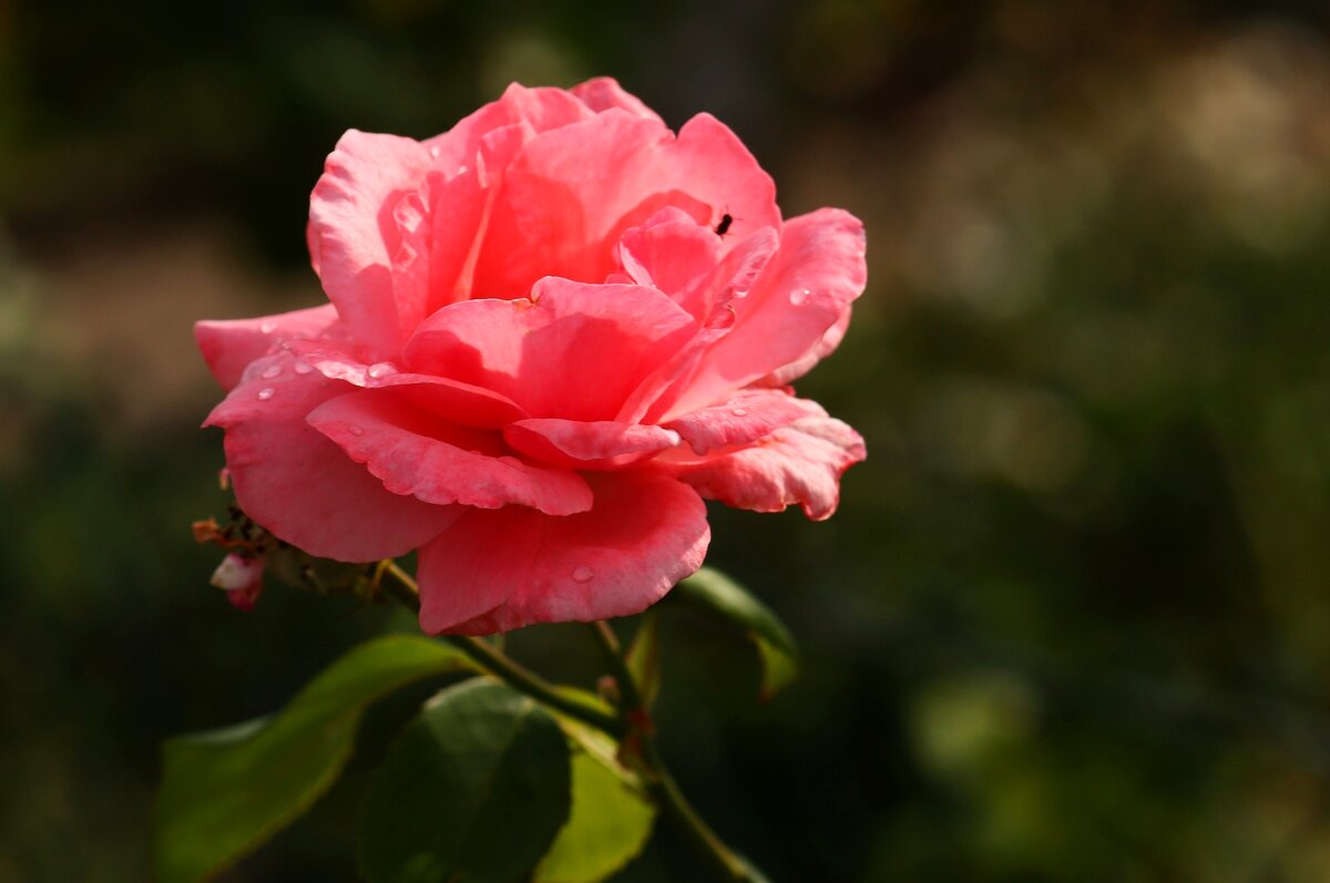 Утро розы - Юрий. Шмаков Утро розы - Юрий. Шмаков