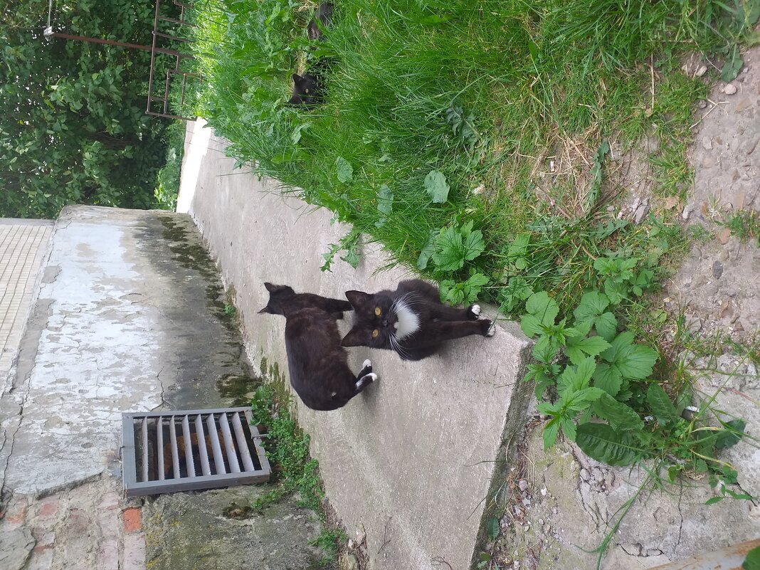 бездомные требуют кормёжки... - Галина Флора бездомные требуют кормёжки... - Галина Флора