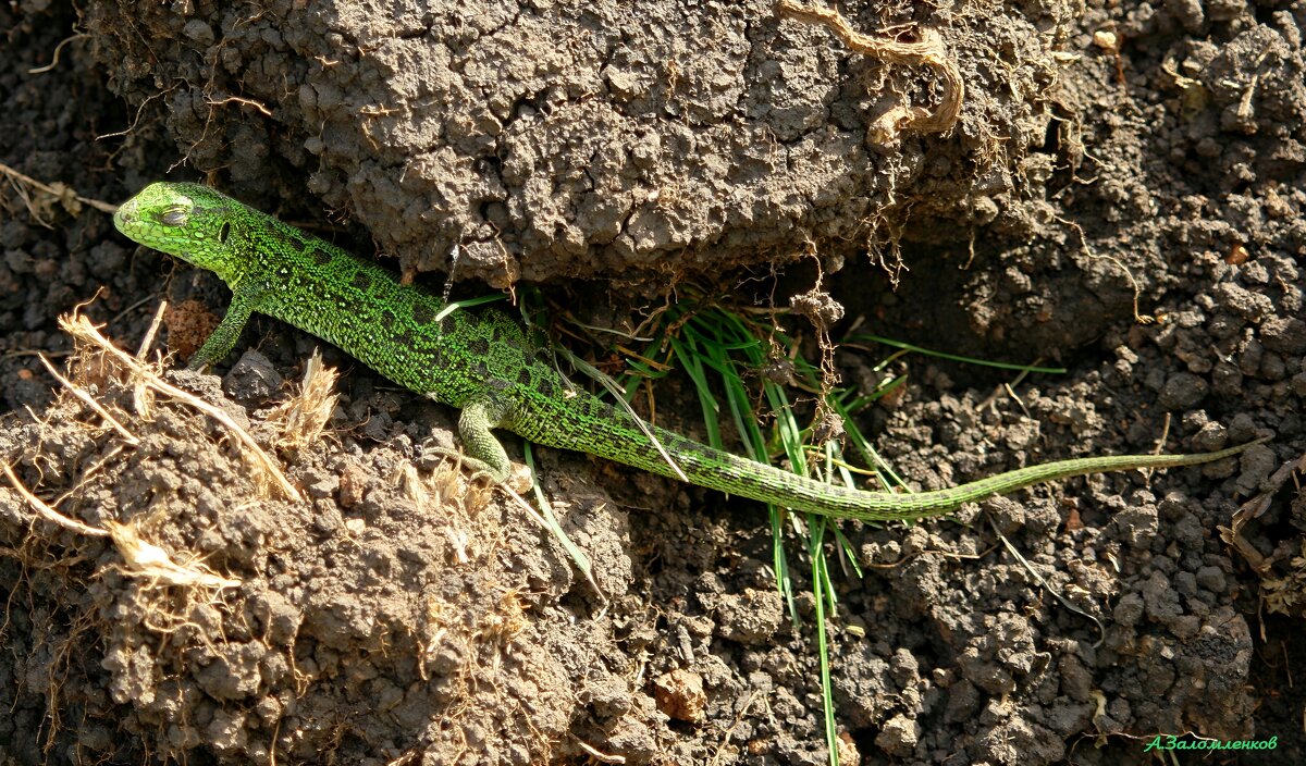 О фауне наших мест... - Андрей Заломленков