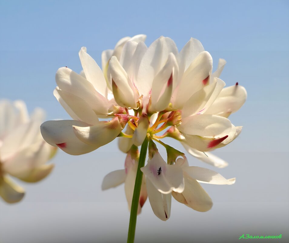 На лугах июля... - Андрей Заломленков