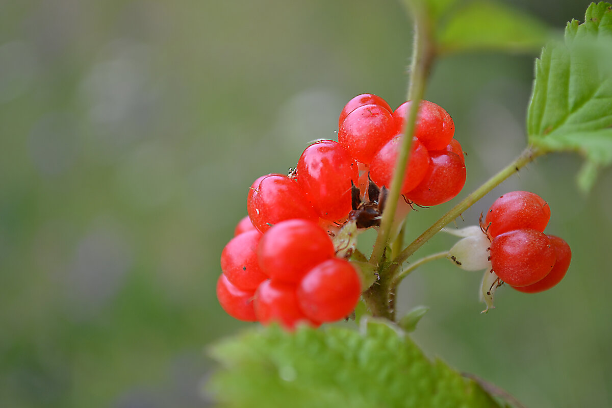 костяника - Ольга 