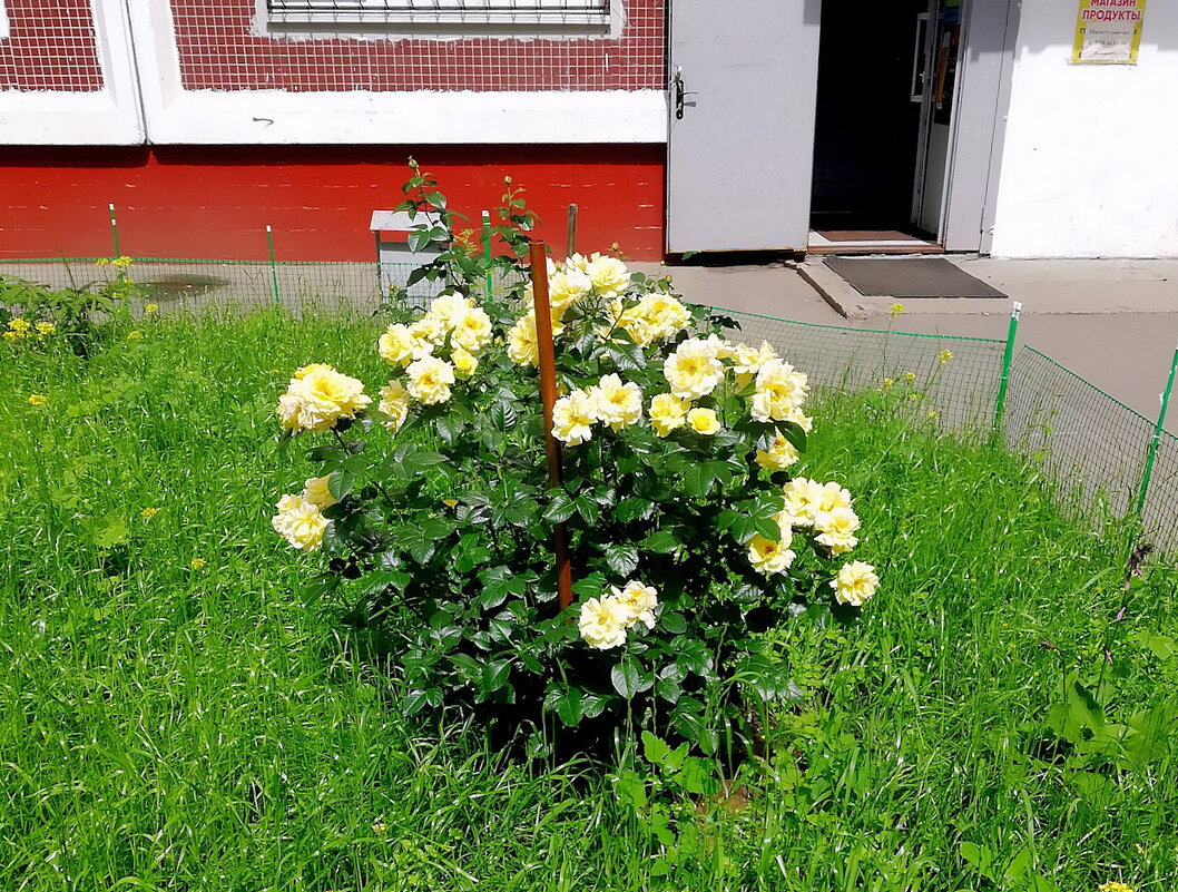 Городские зарисовки. - Ольга Довженко