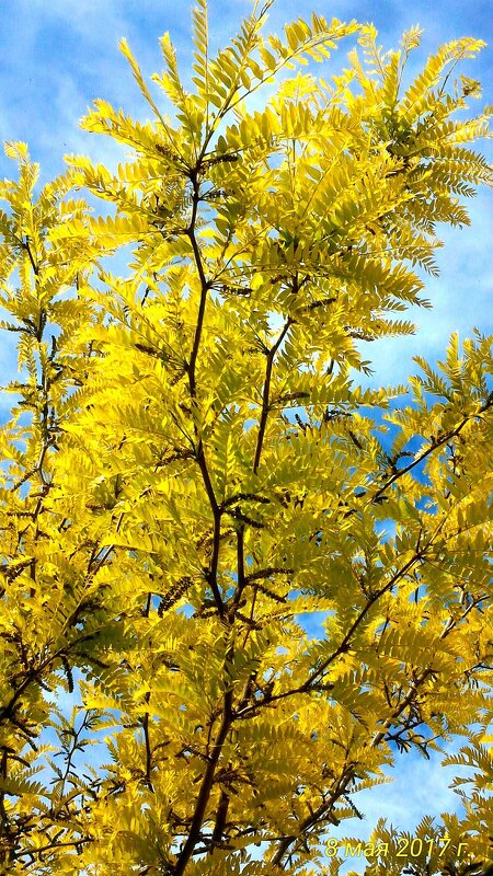 Золото - Натали 