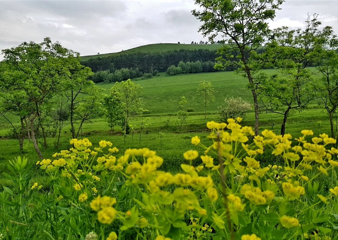 СЕВЕРНЫЙ КАВКАЗ - Tata Wolf