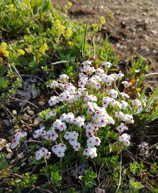АЛЬПИЙСКИЕ ЛУГА ПЛАТО ЛАГОНАКИ - Tata Wolf