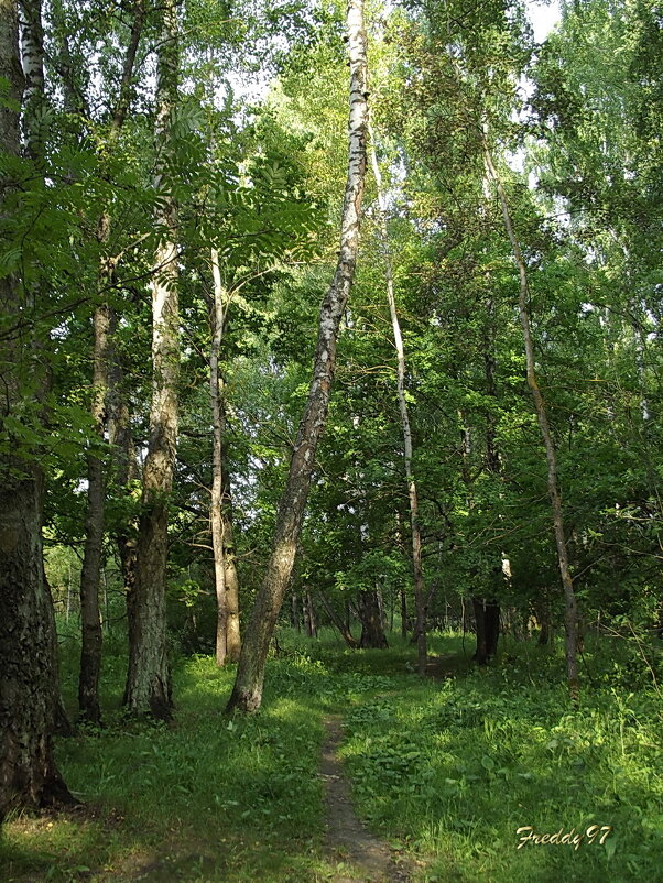В лесной прохладе... - Freddy 97