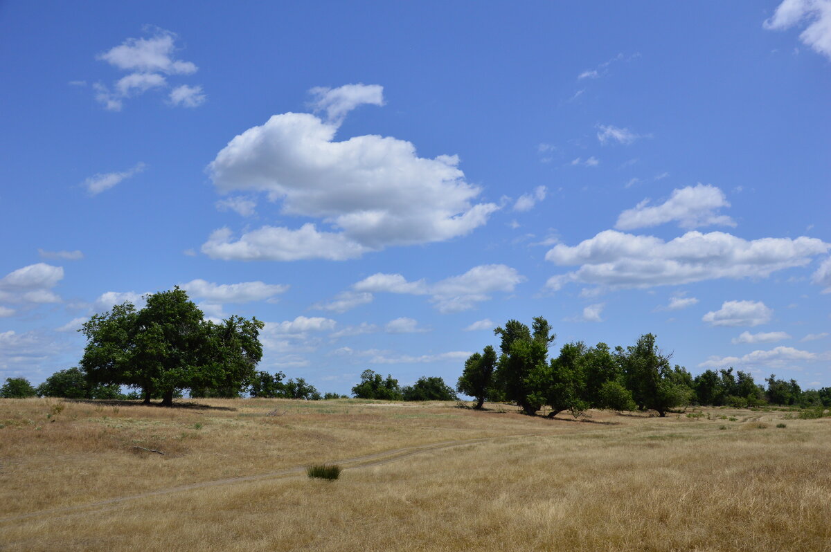 Степь. - Виктор 