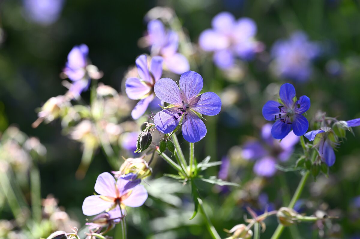 Герань луговая - Ольга 