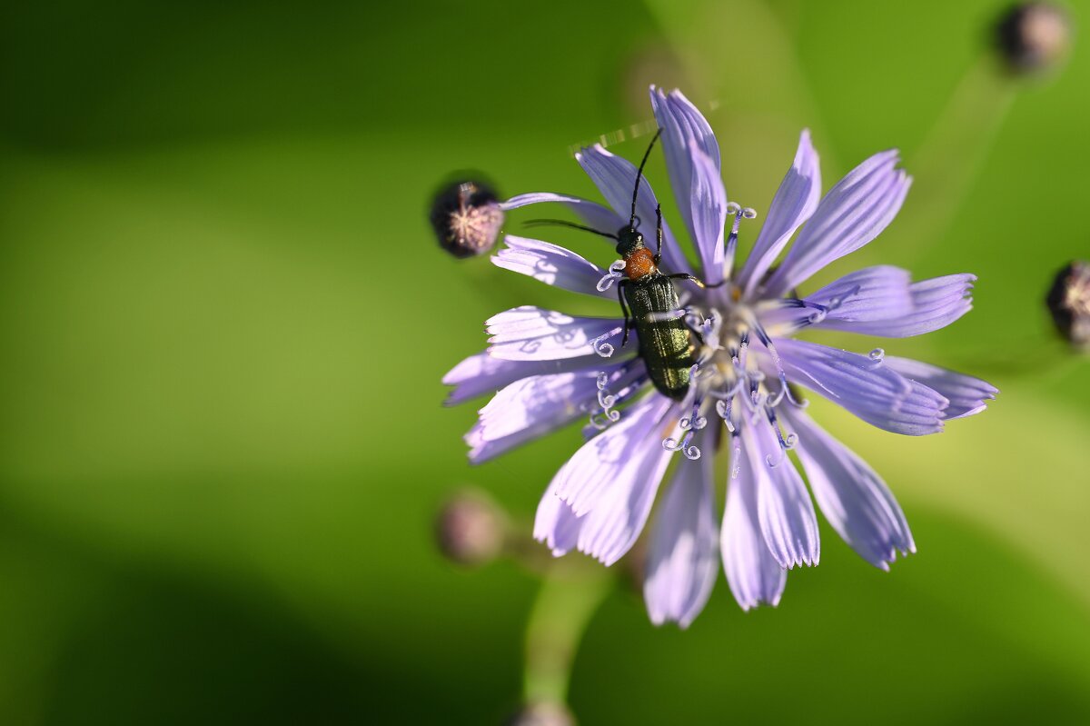 Летняя жизнь - Ольга 