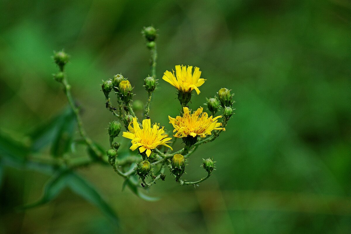 *** - Леонид leo