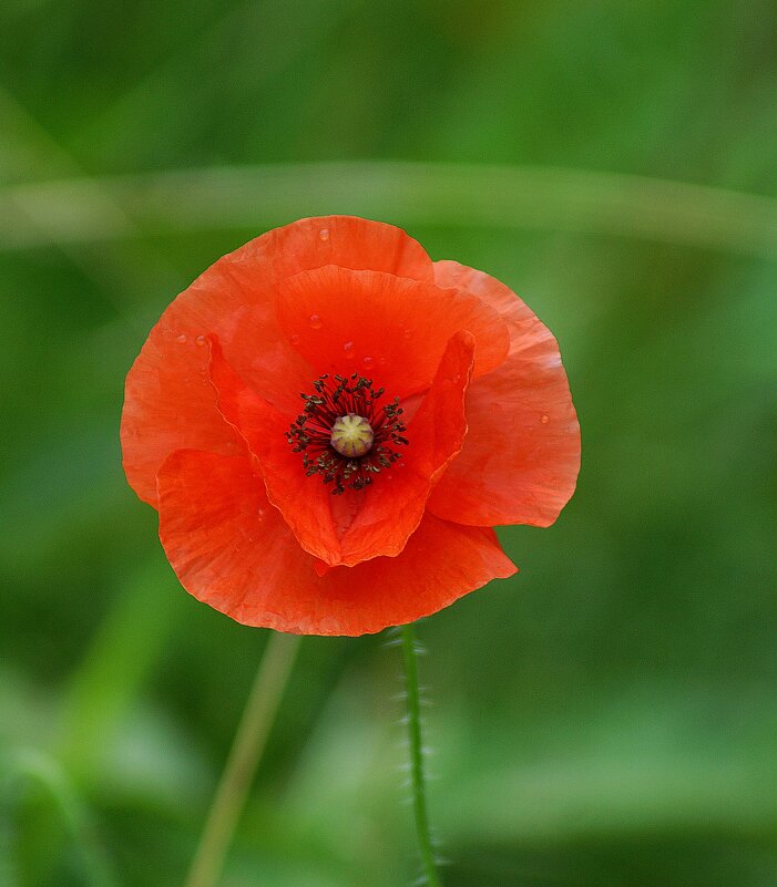 *** - Леонид leo