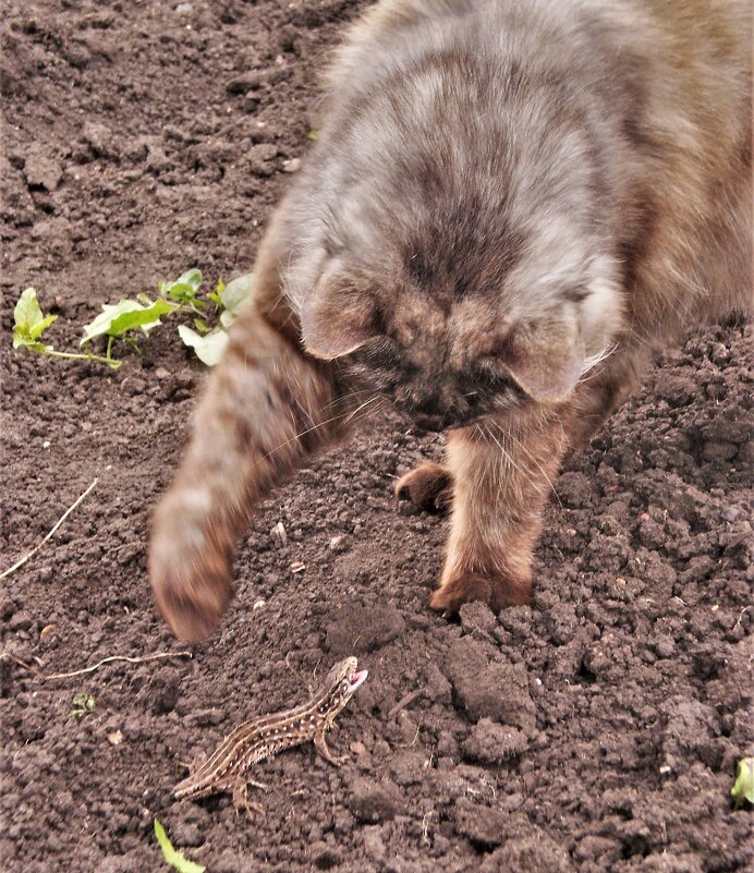 Поединок. - Венера Чуйкова Поединок. - Венера Чуйкова