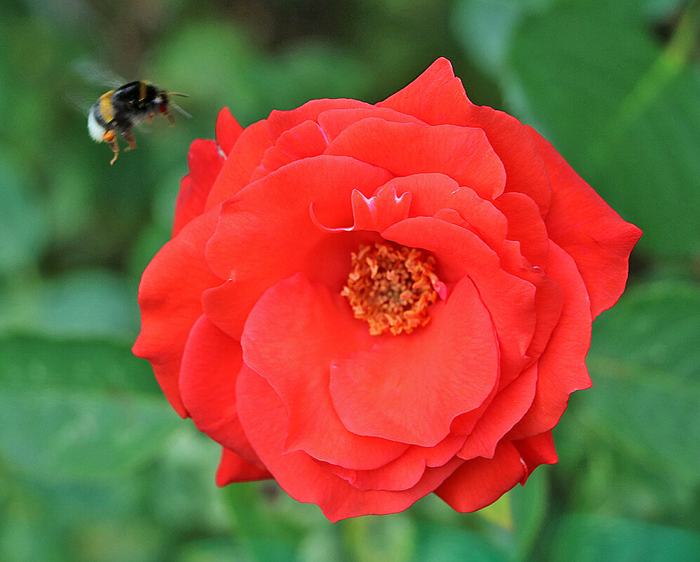 На подлёте - Светлана 