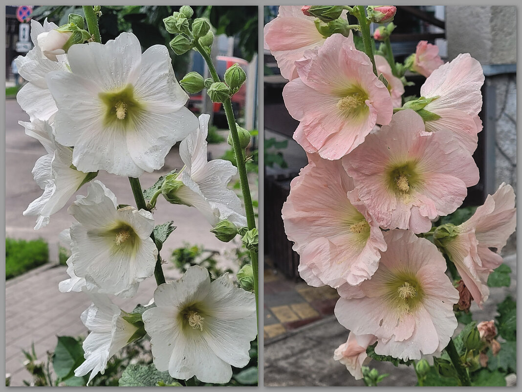 Мальва повсюду цветёт - Татьяна Машошина